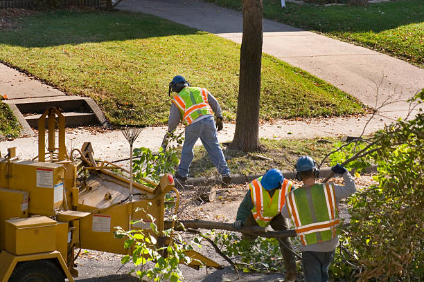 Best Lawn Irrigation Installation and Maintenance  in Pine Valley, CA